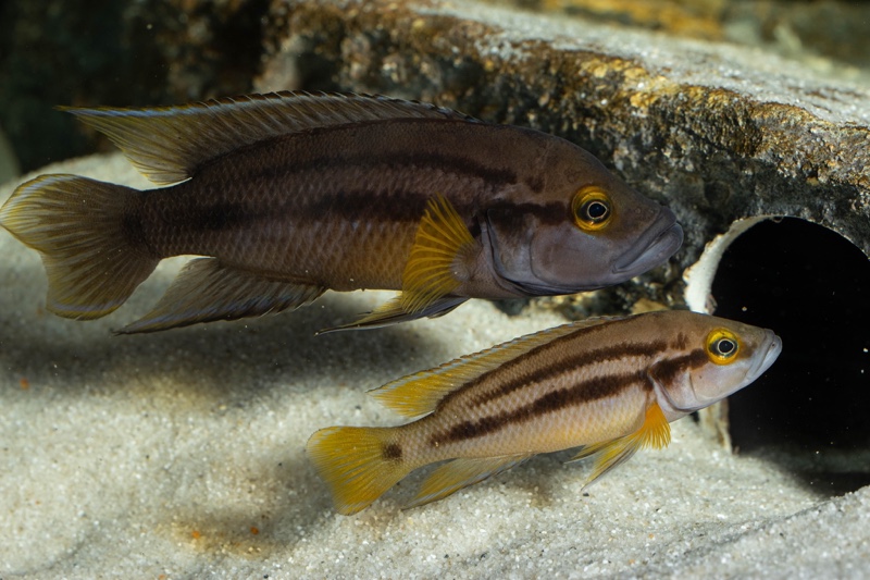 Neolamprologus bifasciatus 'Muzi'